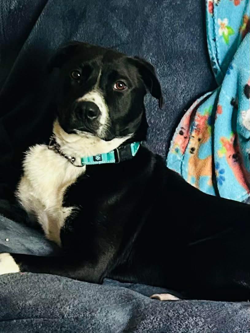 Baxter, a ADOPTABLE mixed breed in Eugene, OR image 2/4