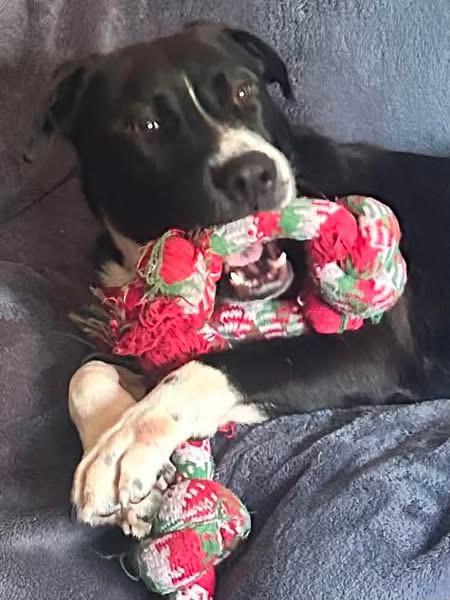 Baxter, a ADOPTABLE mixed breed in Eugene, OR image 3/4