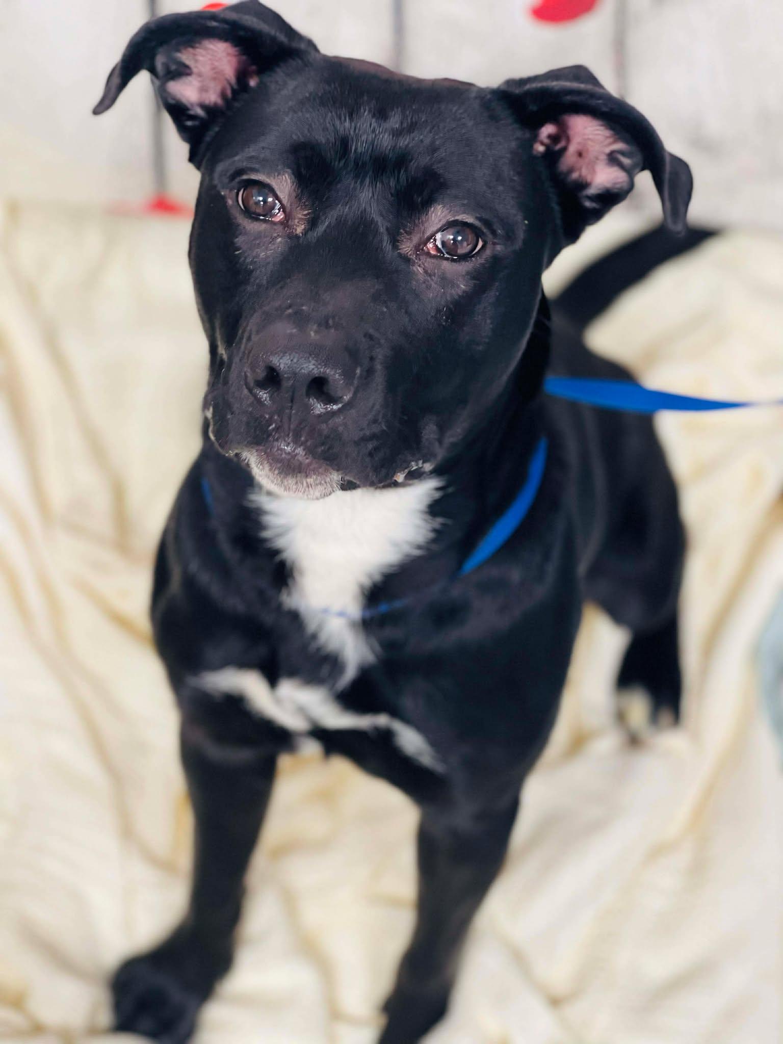 AC-4259 "Oliver", ADOPTABLE, Adult Male Black Labrador Retriever.