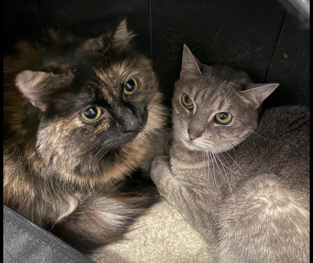 Sprinkles, Adoptable, Adult Female Domestic Long Hair.