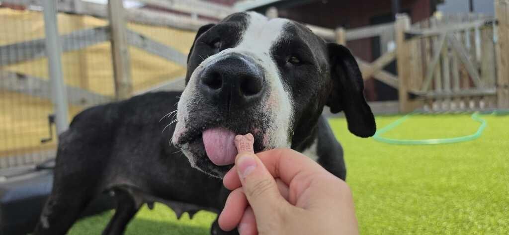 Peppercorn, ADOPTABLE, Adult Female Pit Bull Terrier.