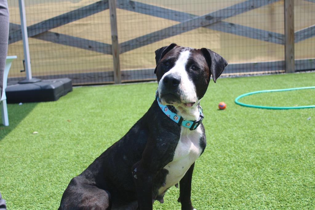 Enlarge Peppercorn, a ADOPTABLE mixed breed in Chestertown, MD image 4/4