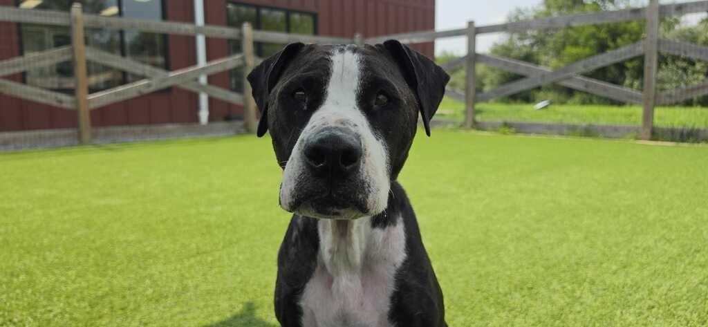 Enlarge Peppercorn, a ADOPTABLE mixed breed in Chestertown, MD image 2/4