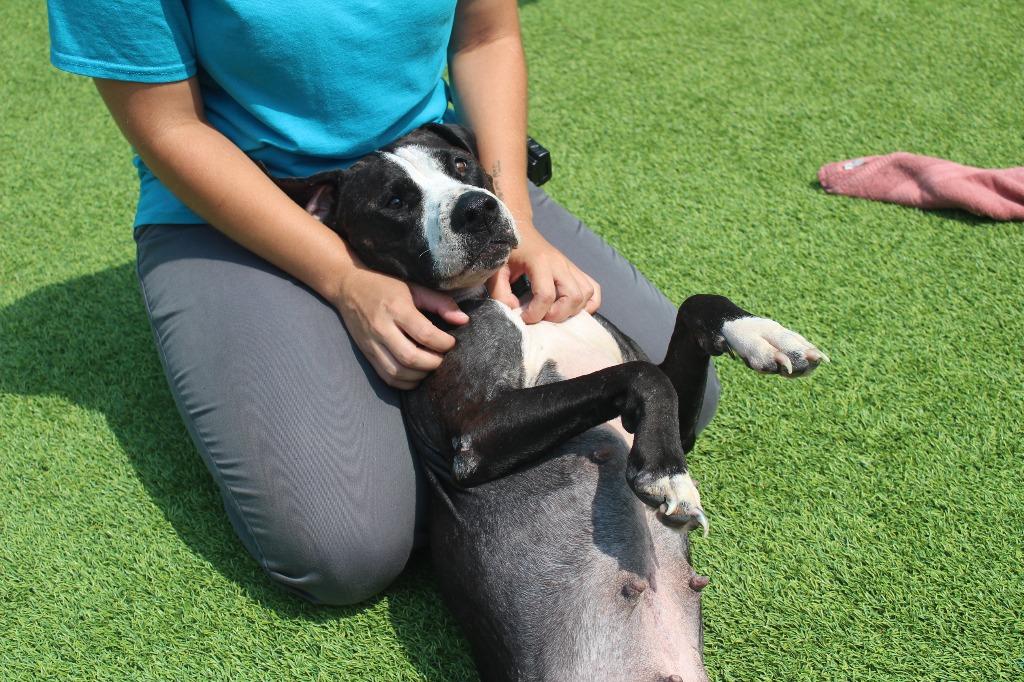 Enlarge Peppercorn, a ADOPTABLE mixed breed in Chestertown, MD image 3/4