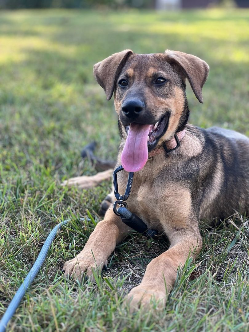 Enlarge James, a Adoptable German Shepherd Dog in Gradyville, KY image 1/5