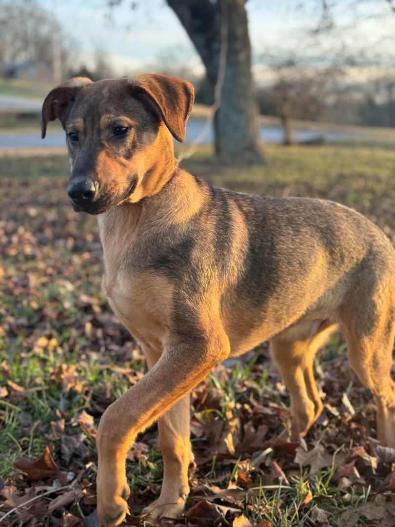 Enlarge James, a Adoptable German Shepherd Dog in Gradyville, KY image 2/5