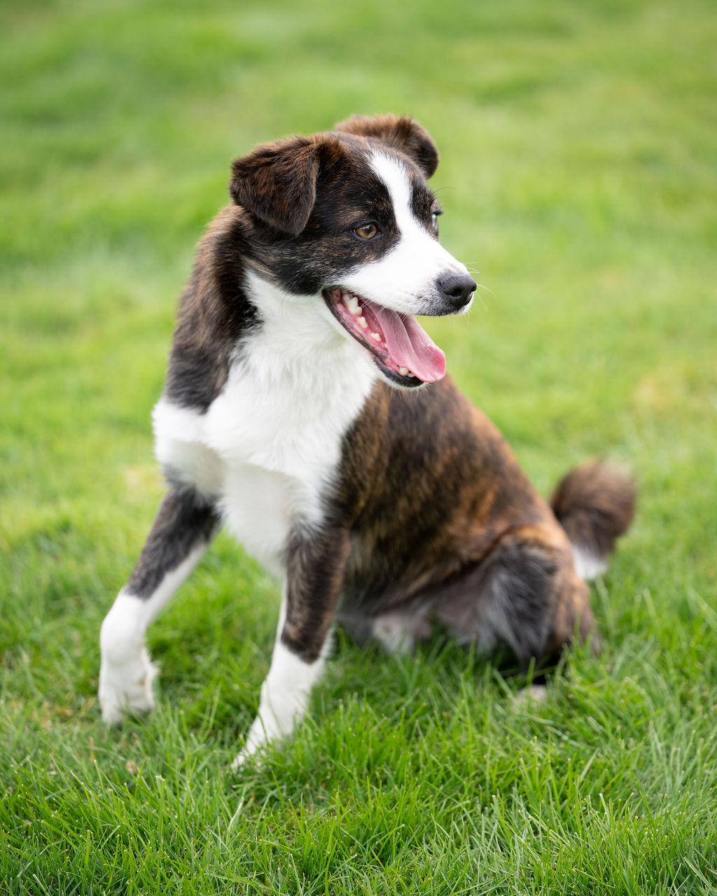 Enlarge Rigby , an adopted mixed breed in Vancouver , WA image 4/6
