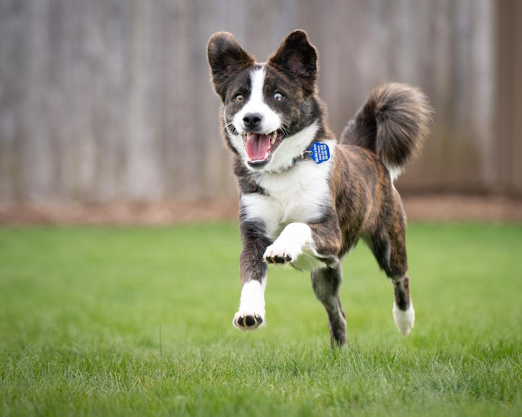 Rigby , ADOPTABLE, Young Male Pomsky & Australian Shepherd.