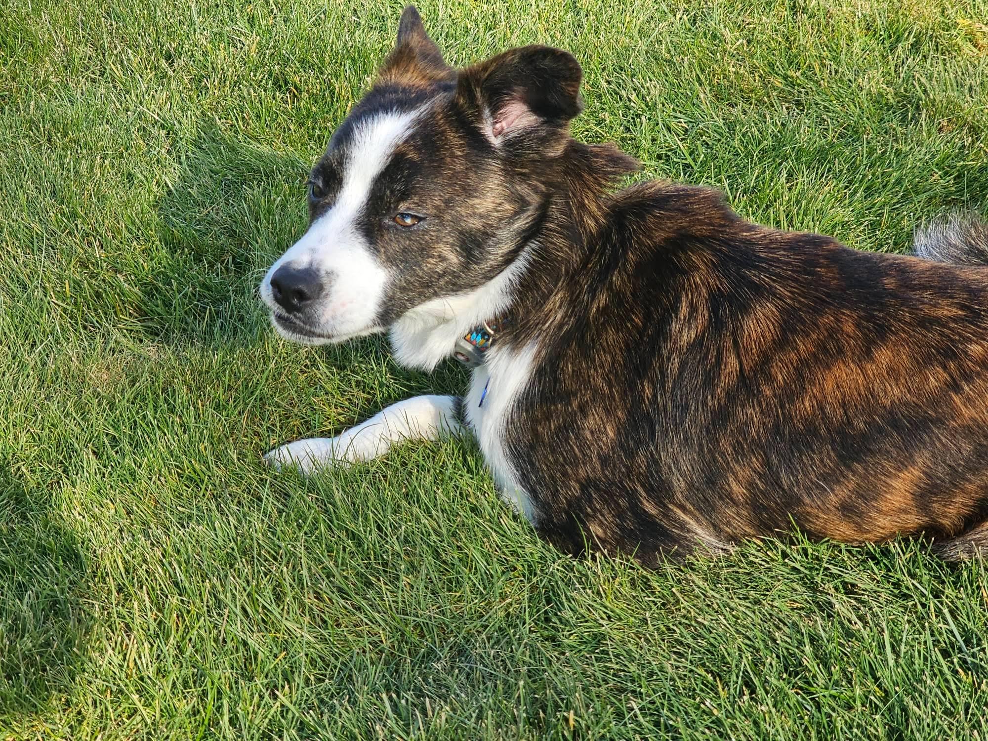 Rigby , a ADOPTABLE mixed breed in Vancouver , WA image 2/6