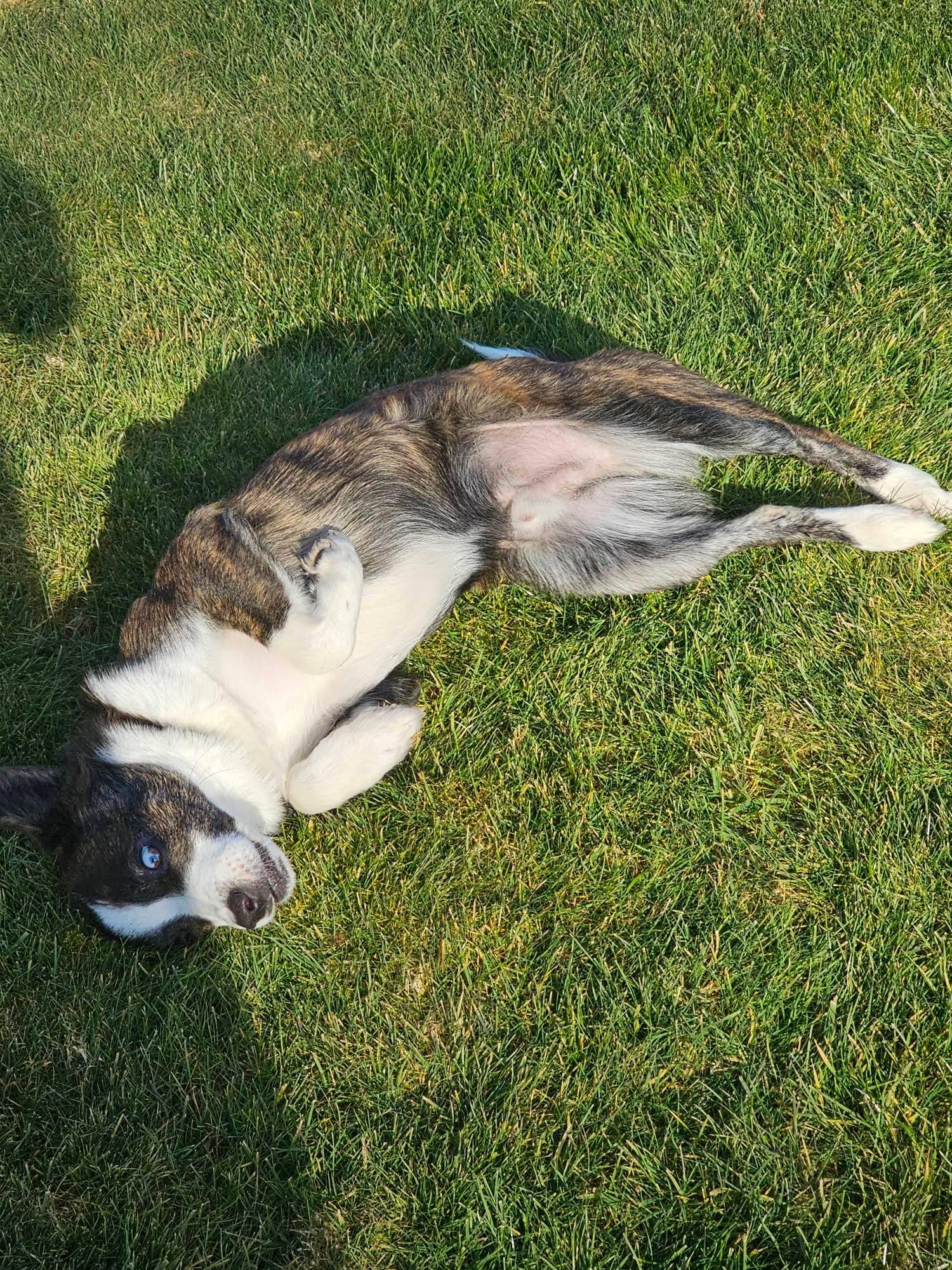 Rigby , a ADOPTABLE mixed breed in Vancouver , WA image 4/6