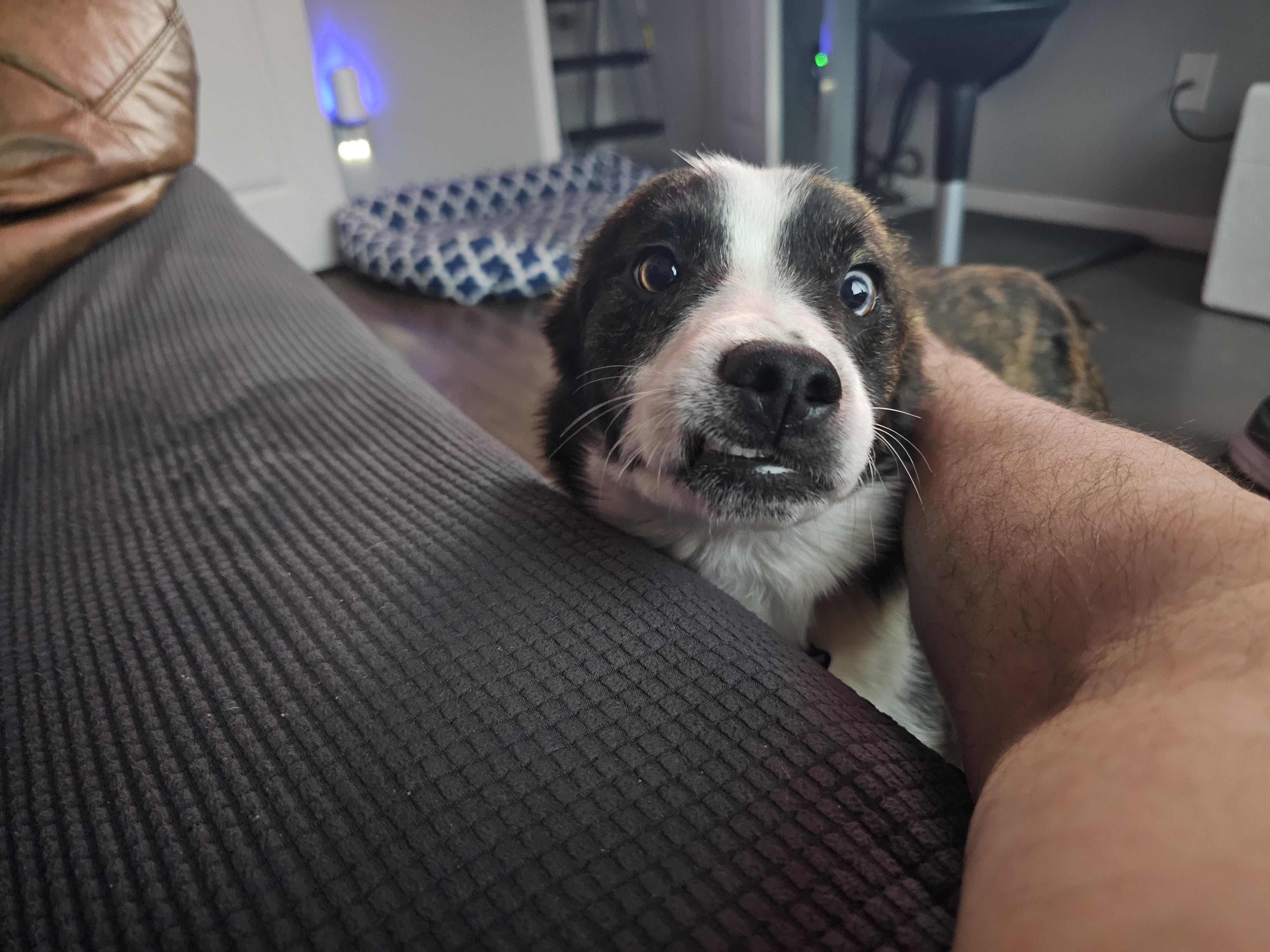 Rigby , a ADOPTABLE mixed breed in Vancouver , WA image 6/6