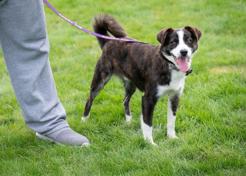 Enlarge Rigby , an adopted mixed breed in Vancouver , WA image 5/6