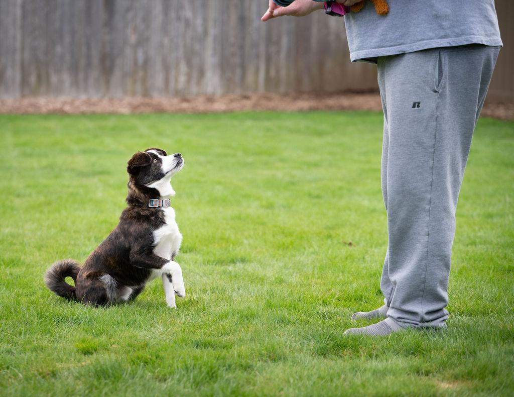 Enlarge Rigby , an adopted mixed breed in Vancouver , WA image 6/6