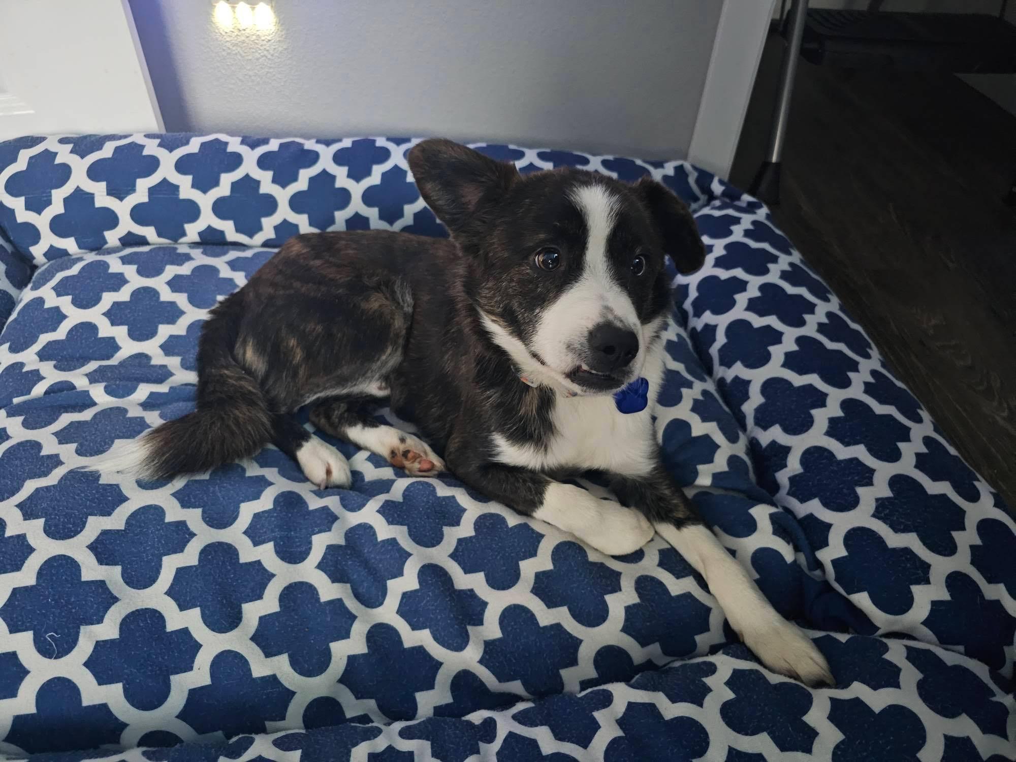 Rigby , a ADOPTABLE mixed breed in Vancouver , WA image 5/6