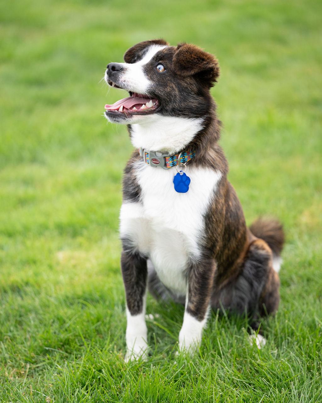 Enlarge Rigby , an adopted mixed breed in Vancouver , WA image 3/6