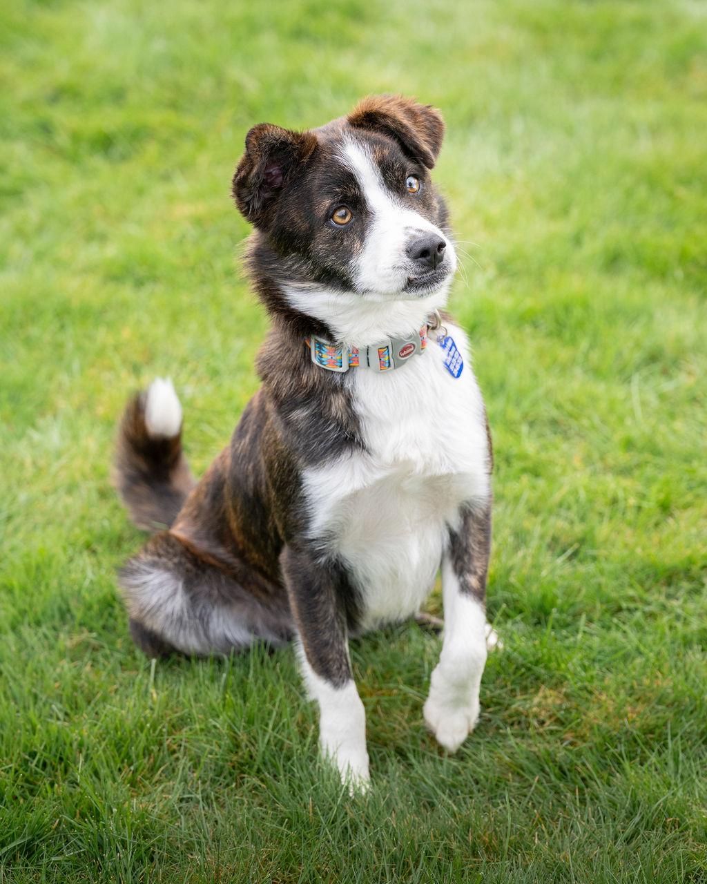 Enlarge Rigby , an adopted mixed breed in Vancouver , WA image 2/6