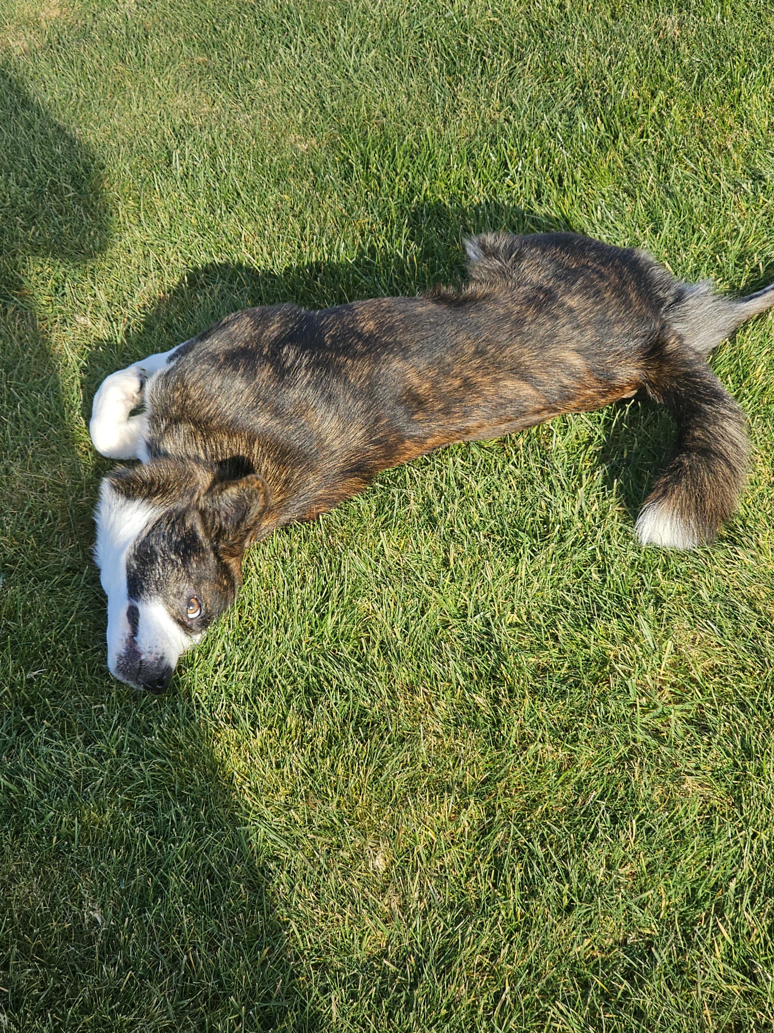 Rigby , ADOPTABLE, Young Male Australian Shepherd.