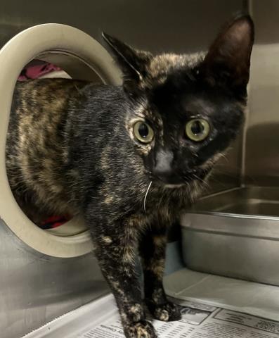 ALICE, Adoptable, Young Female Domestic Short Hair.