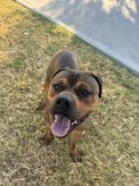 Enlarge Braxton, a Adoptable Rottweiler in Denton, TX image 2/2