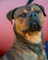 Braxton, Adoptable, Young Male Rottweiler.