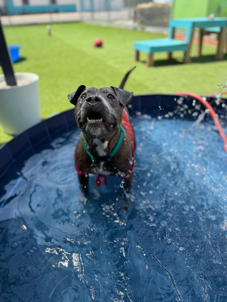 Wednesday, Adoptable, Adult Female Mixed Breed.