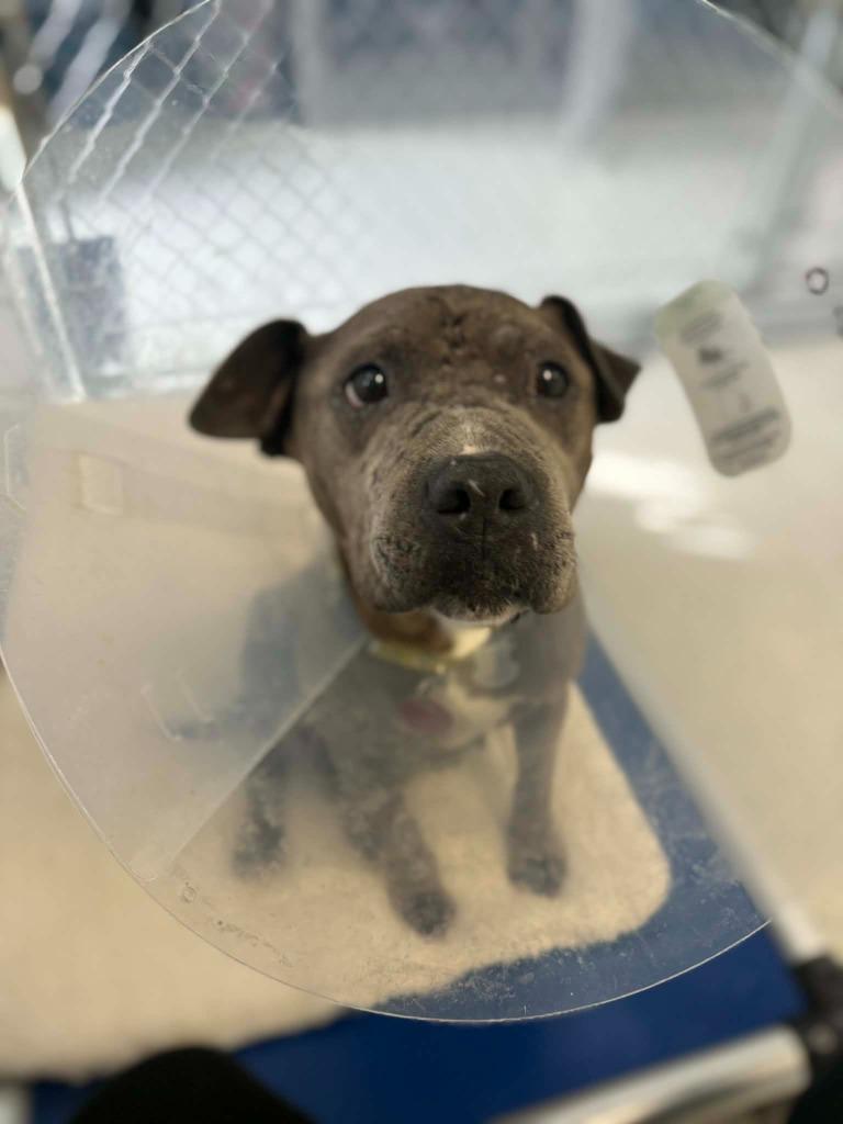Wednesday, Adoptable, Adult Female Mixed Breed.