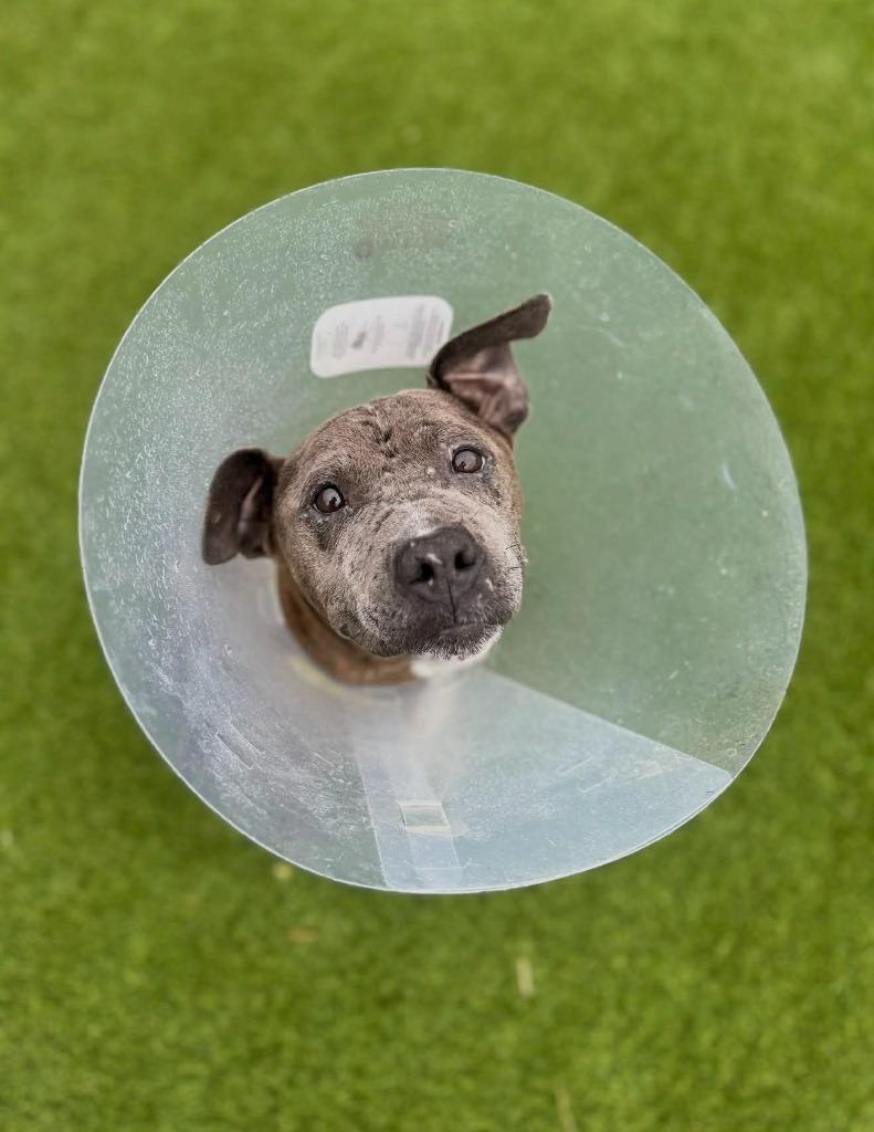 Enlarge Wednesday, a Adoptable mixed breed in Detroit, MI image 2/6