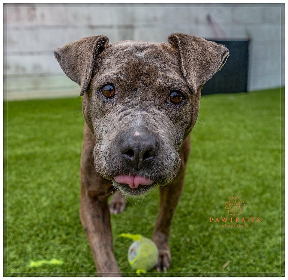 Enlarge Wednesday, a Adoptable mixed breed in Detroit, MI image 3/6