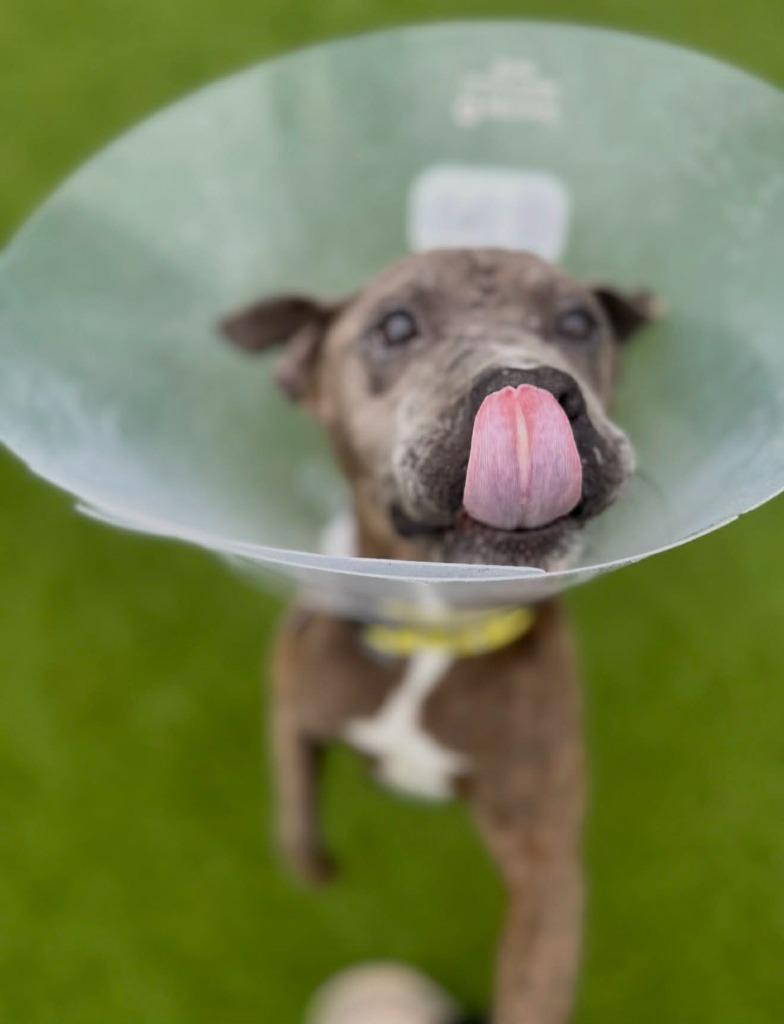 Enlarge Wednesday, a Adoptable mixed breed in Detroit, MI image 3/6