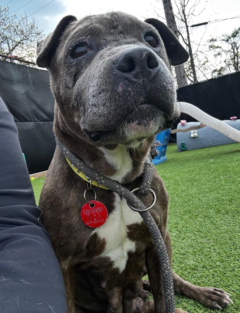 Enlarge Wednesday, a Adoptable mixed breed in Detroit, MI image 4/6