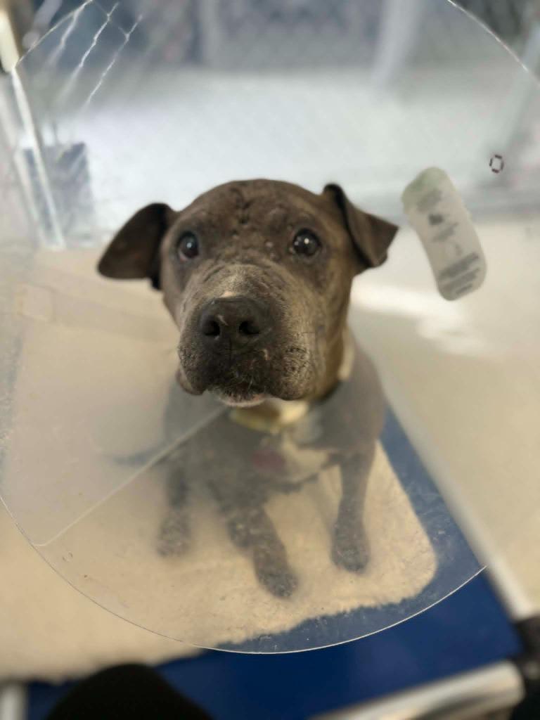 Enlarge Wednesday, a Adoptable mixed breed in Detroit, MI image 5/6