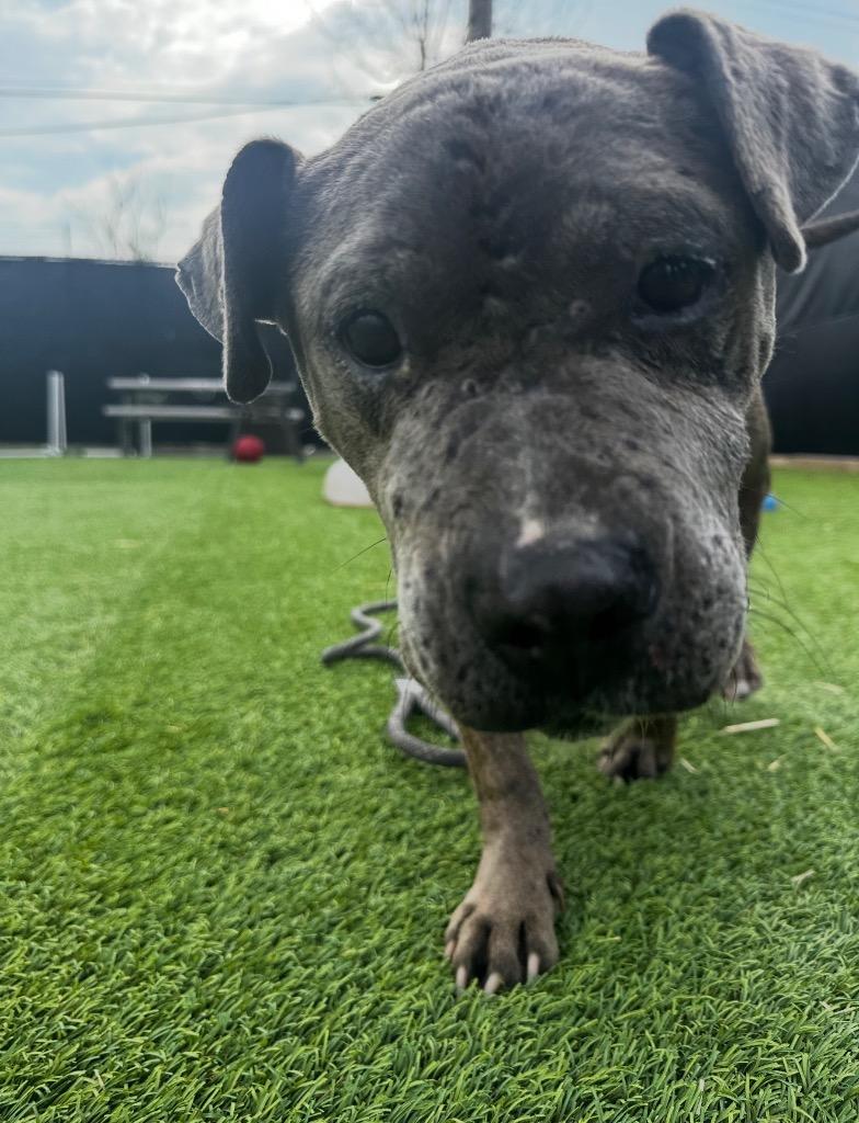 Enlarge Wednesday, a Adoptable mixed breed in Detroit, MI image 6/6