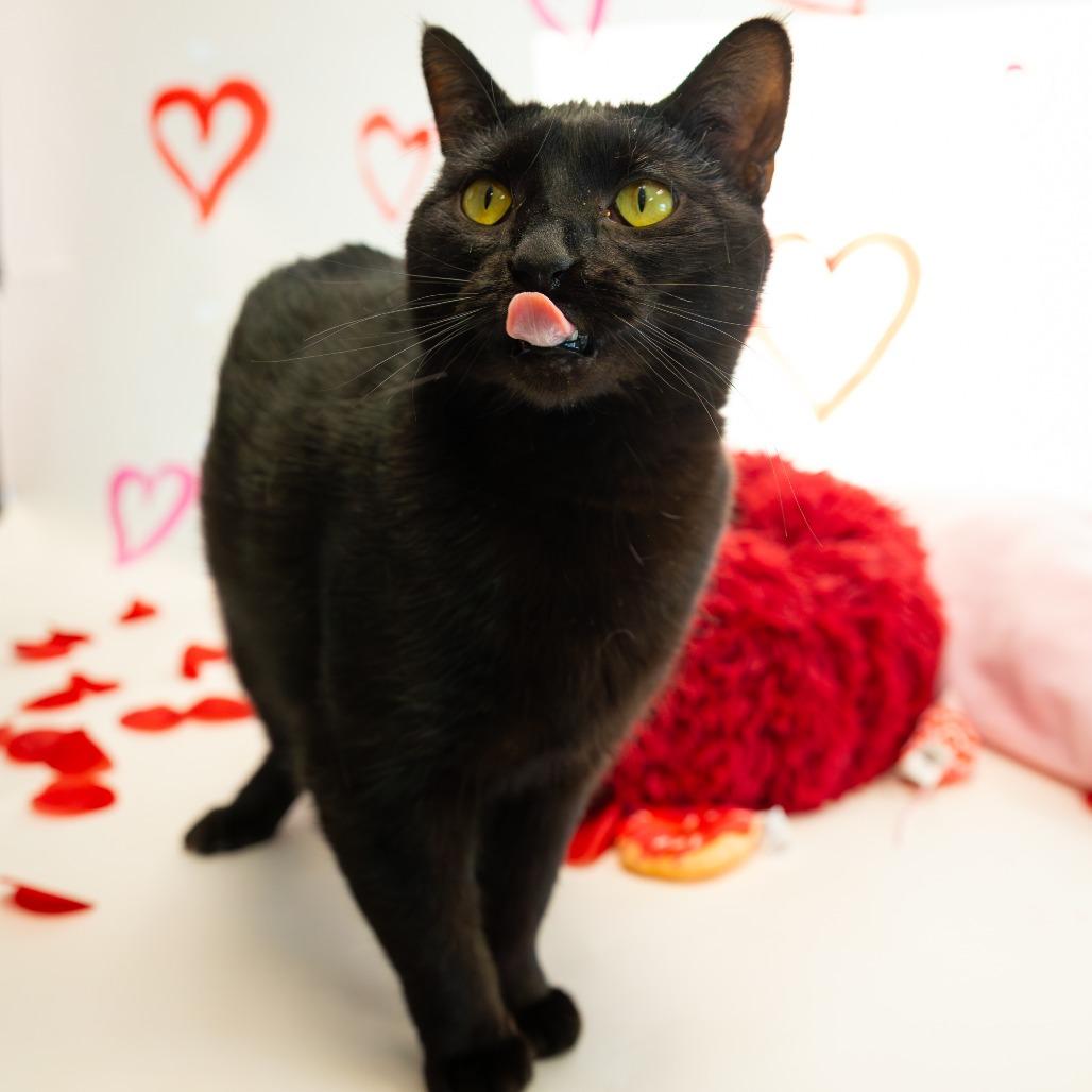 Enlarge Eclipse, a Adoptable Domestic Short Hair in Carroll, IA image 1/5