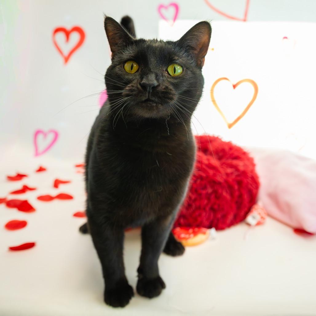 Enlarge Eclipse, a Adoptable Domestic Short Hair in Carroll, IA image 2/5