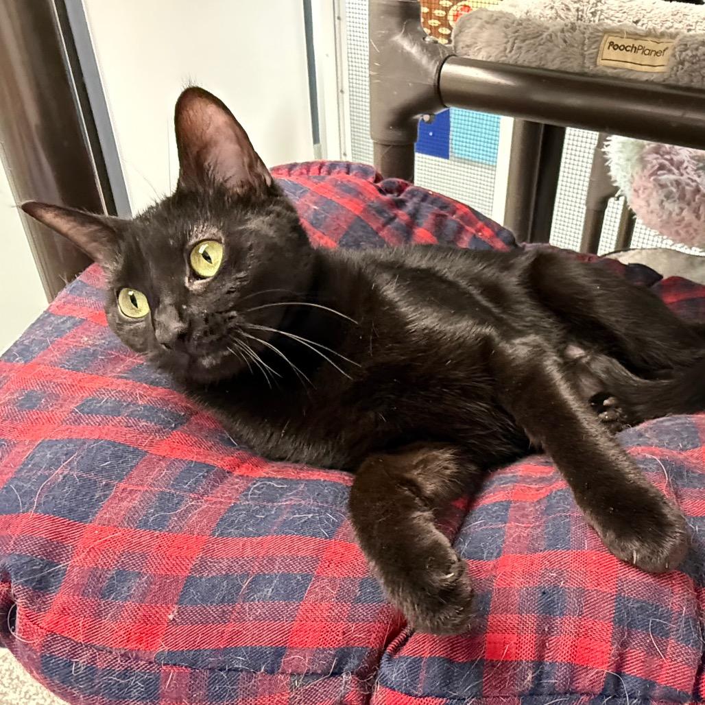 Enlarge Eclipse, a Adoptable Domestic Short Hair in Carroll, IA image 3/6