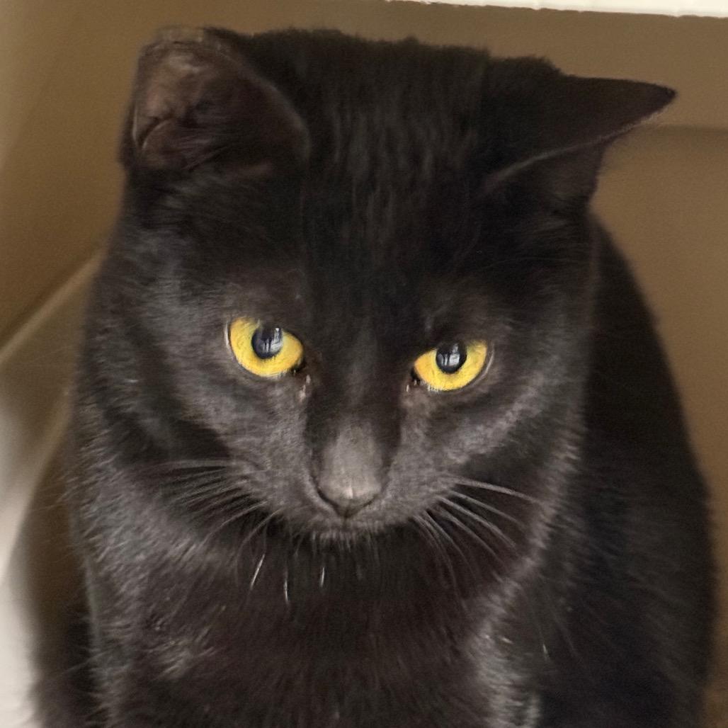 Enlarge Eclipse, a Adoptable Domestic Short Hair in Carroll, IA image 4/5