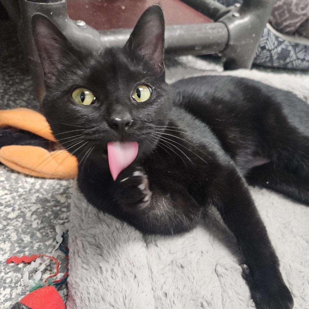 Enlarge Eclipse, a Adoptable Domestic Short Hair in Carroll, IA image 5/5