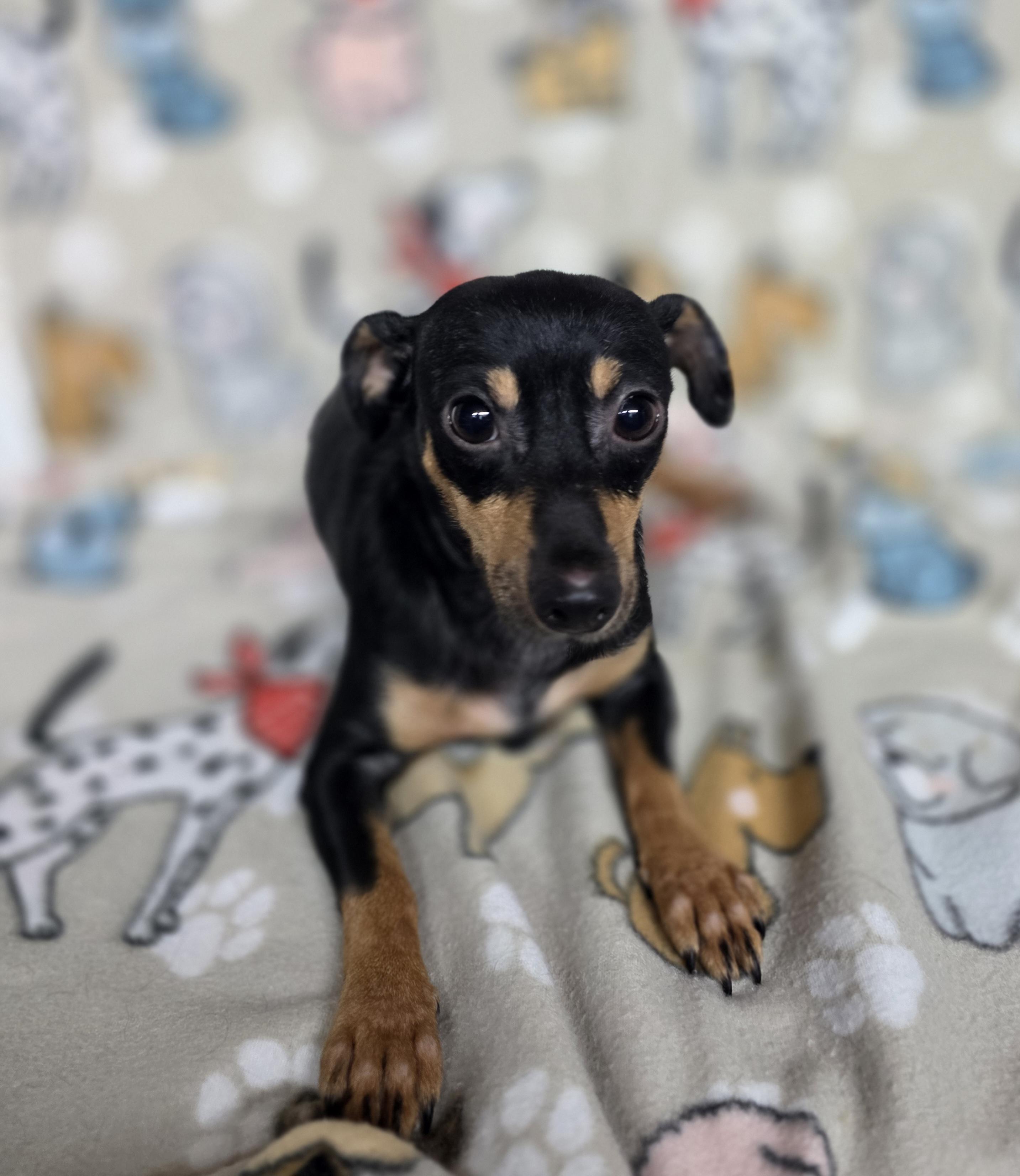 Margarita, ADOPTABLE, Adult Female Chihuahua.