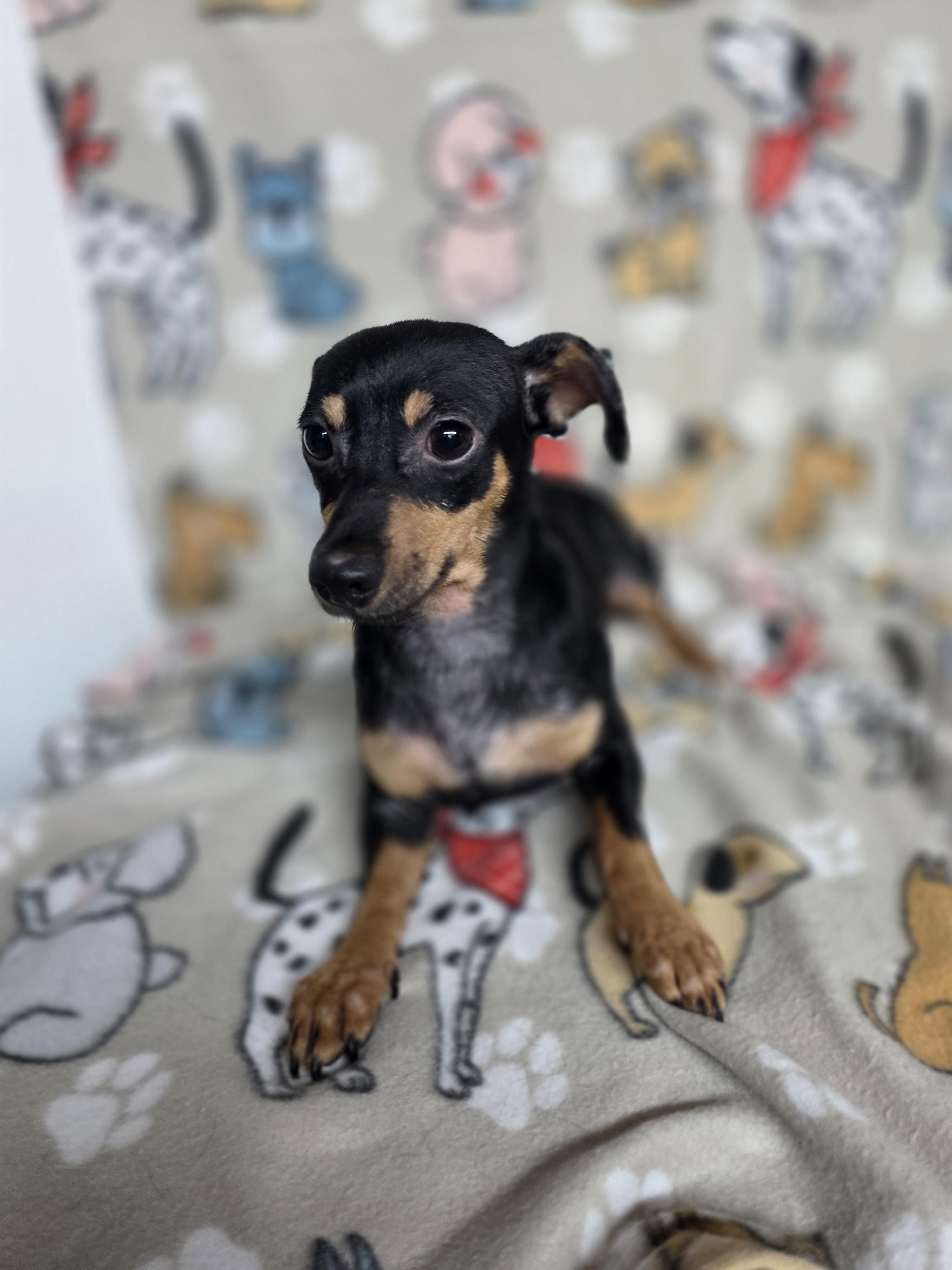 Enlarge Margarita, a ADOPTABLE mixed breed in Dallas, GA image 2/4