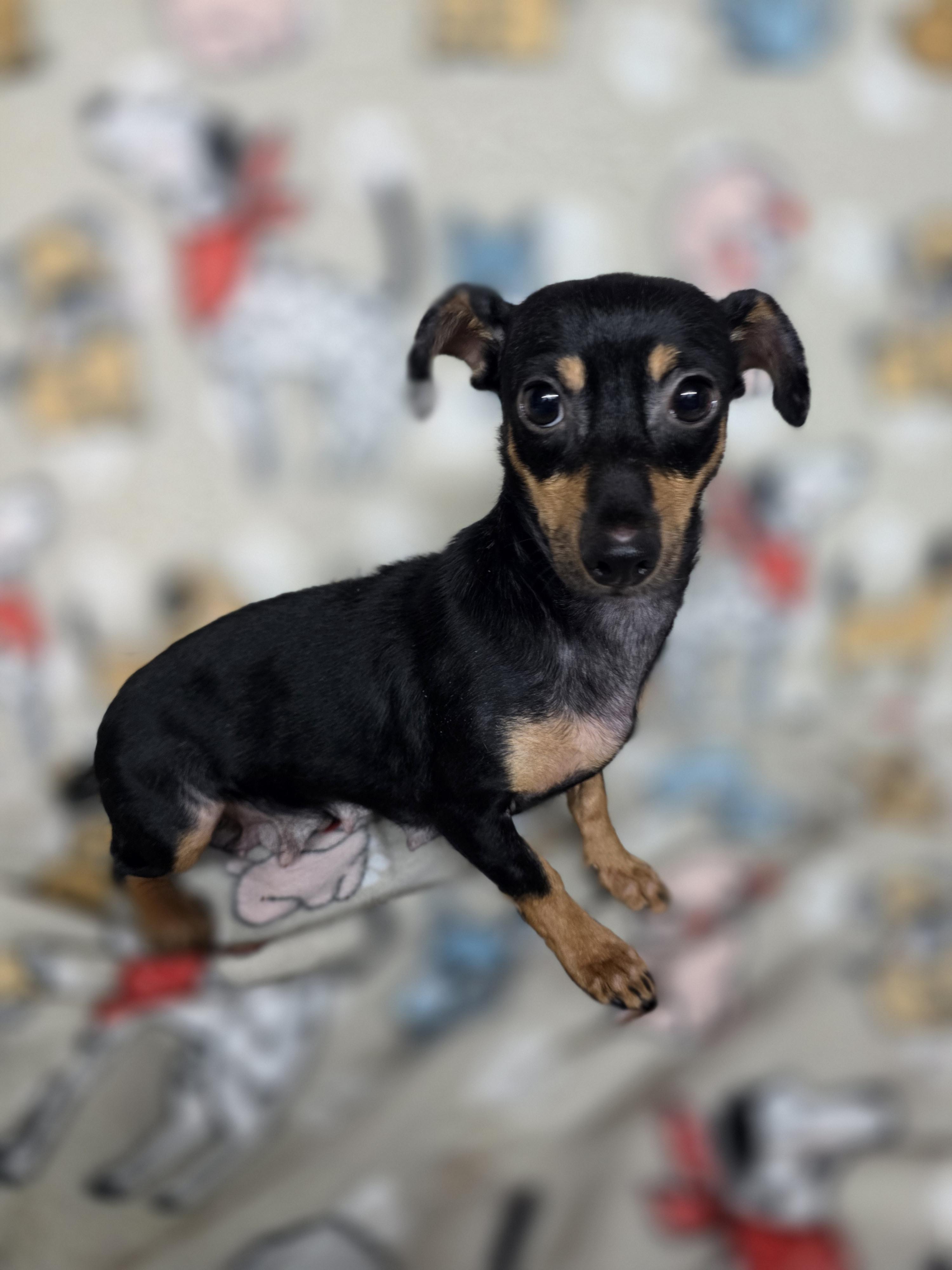 Enlarge Margarita, a ADOPTABLE mixed breed in Dallas, GA image 4/4