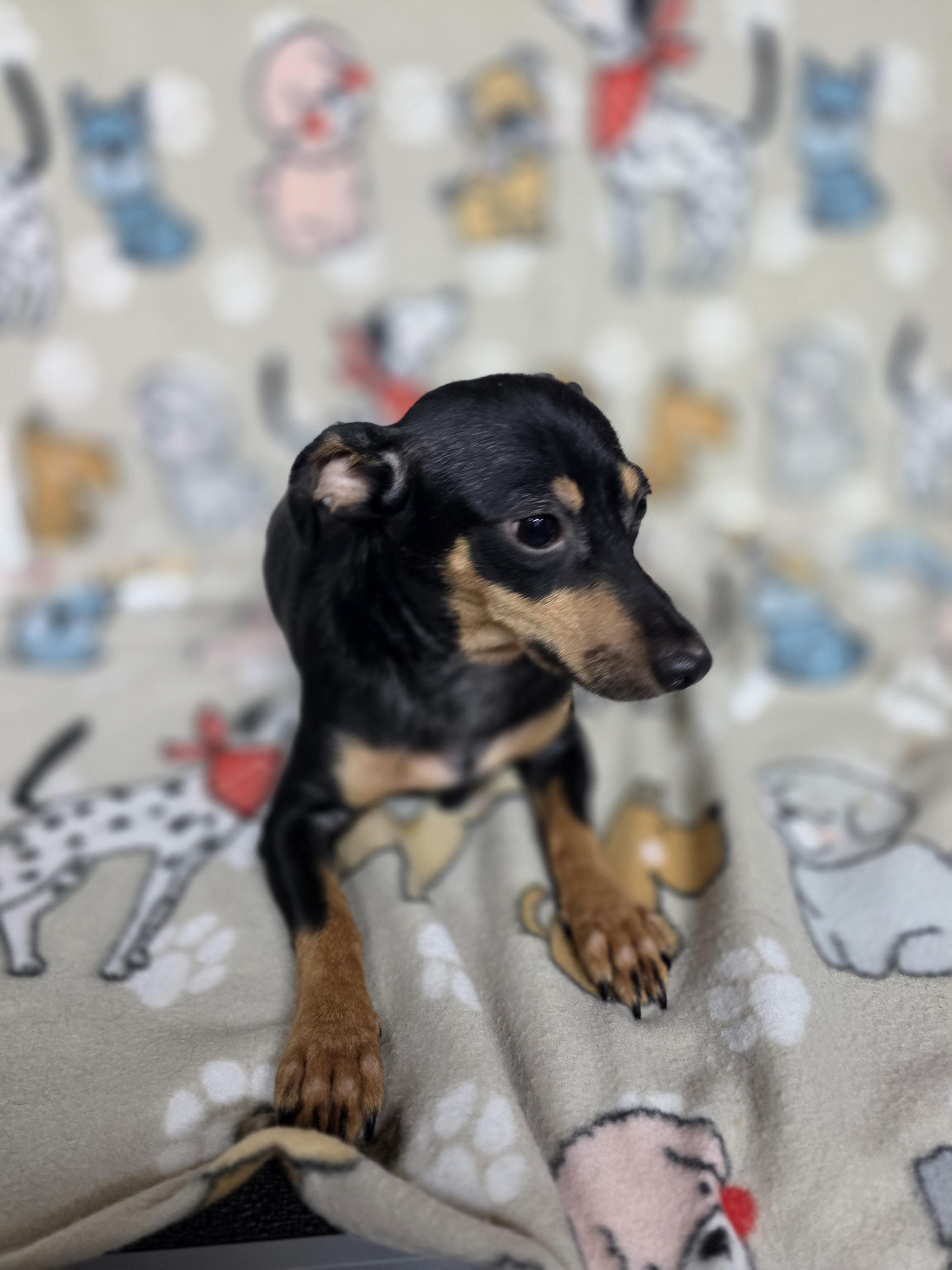 Enlarge Margarita, a ADOPTABLE mixed breed in Dallas, GA image 3/4