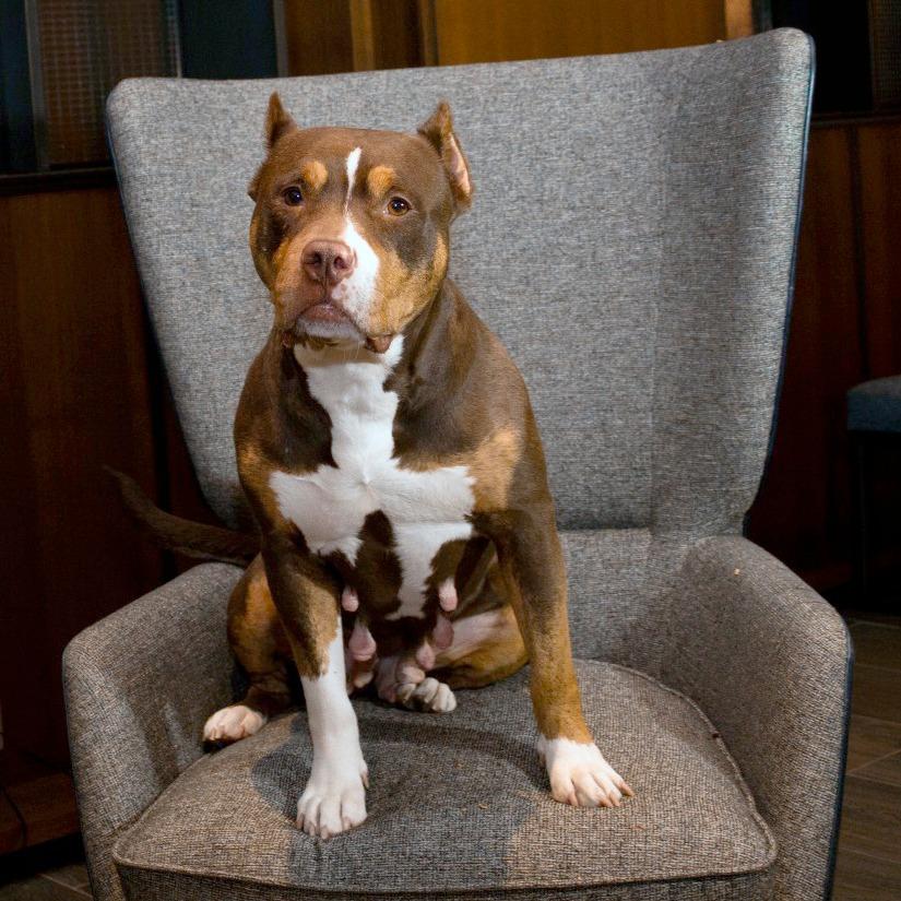 Enlarge Reign, a Adoptable Pit Bull Terrier in York, PA image 2/6