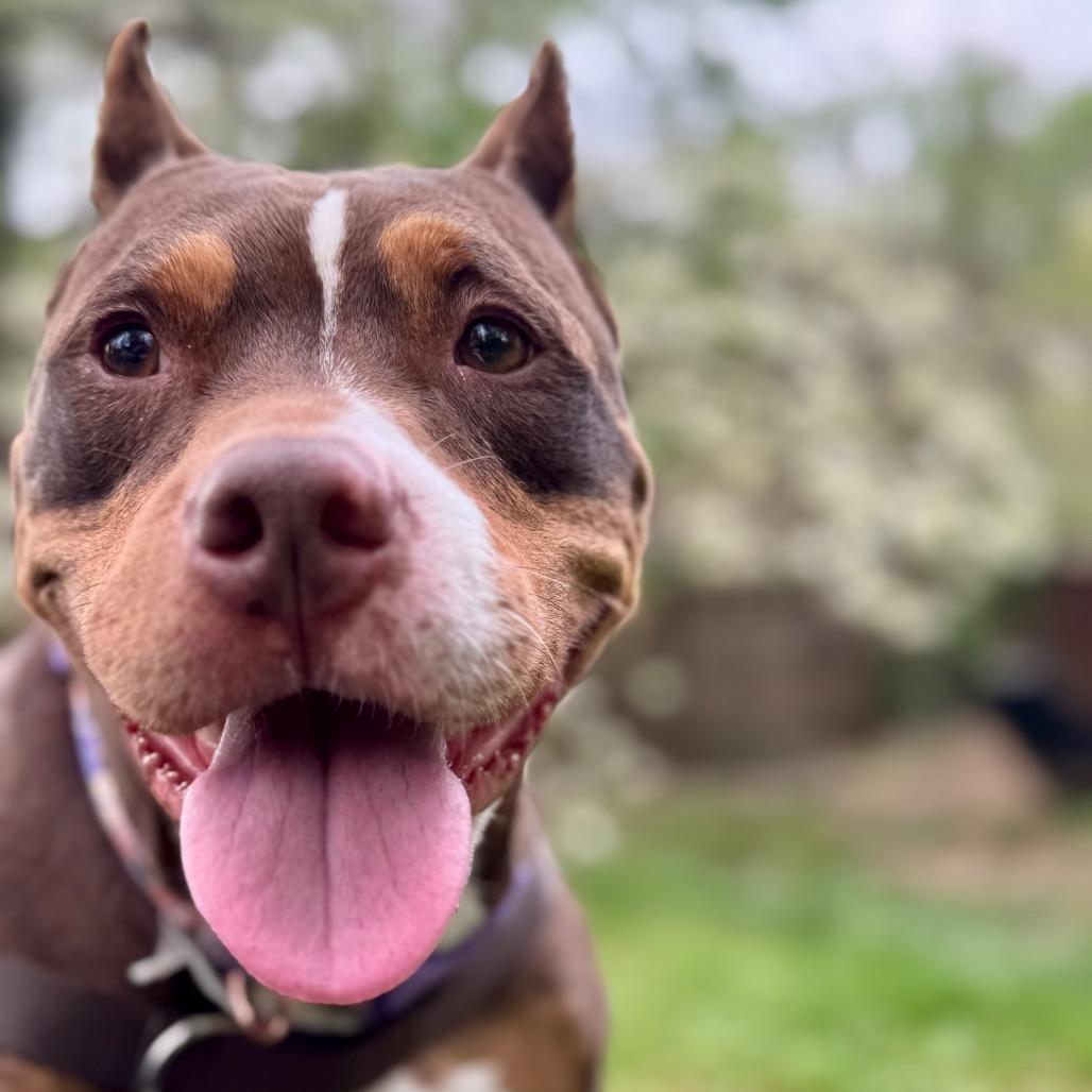 Reign, a Adoptable Pit Bull Terrier in York, PA image 4/6