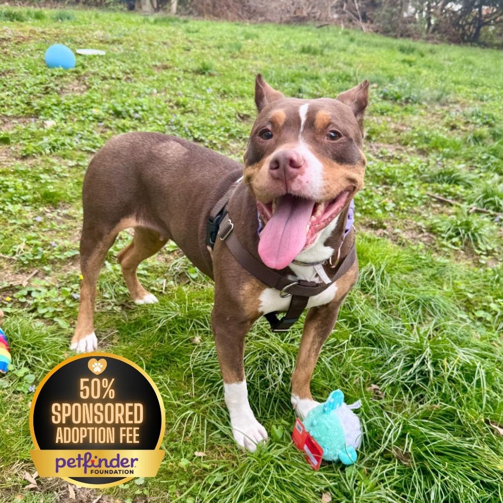 Reign, Adoptable, Adult Female Pit Bull Terrier.
