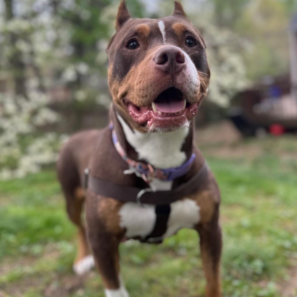 Reign, a Adoptable Pit Bull Terrier in York, PA image 2/6
