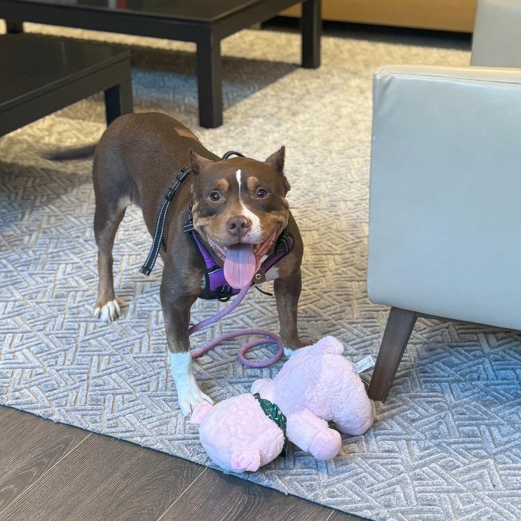 Reign, a Adoptable Pit Bull Terrier in York, PA image 5/6