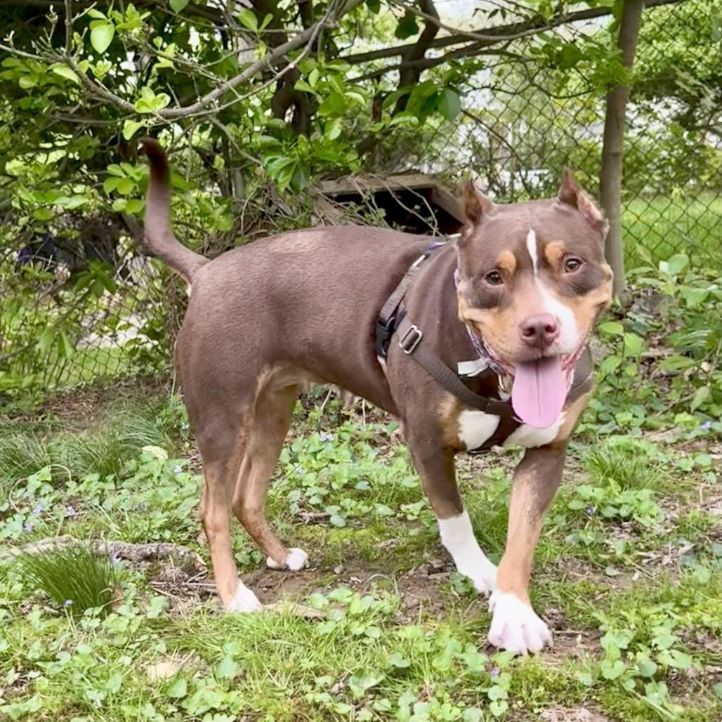 Enlarge Reign, a Adoptable Pit Bull Terrier in York, PA image 5/6