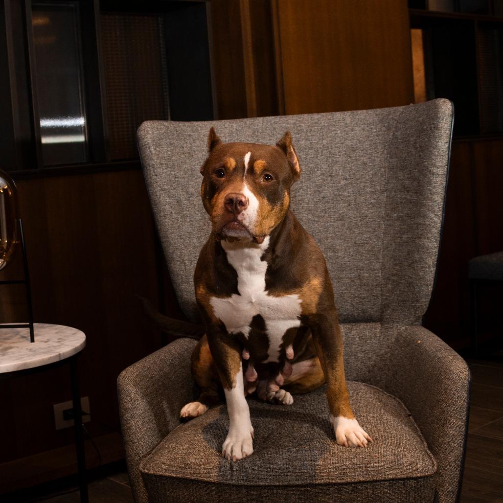 Reign, a Adoptable Pit Bull Terrier in York, PA image 6/6
