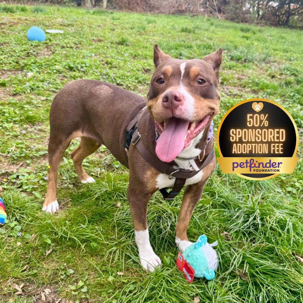 Reign, Adoptable, Senior Female Pit Bull Terrier.