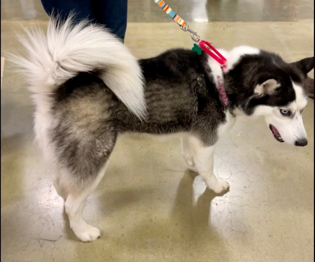 Alia, a Adoptable Husky in Warren, NJ image 3/3